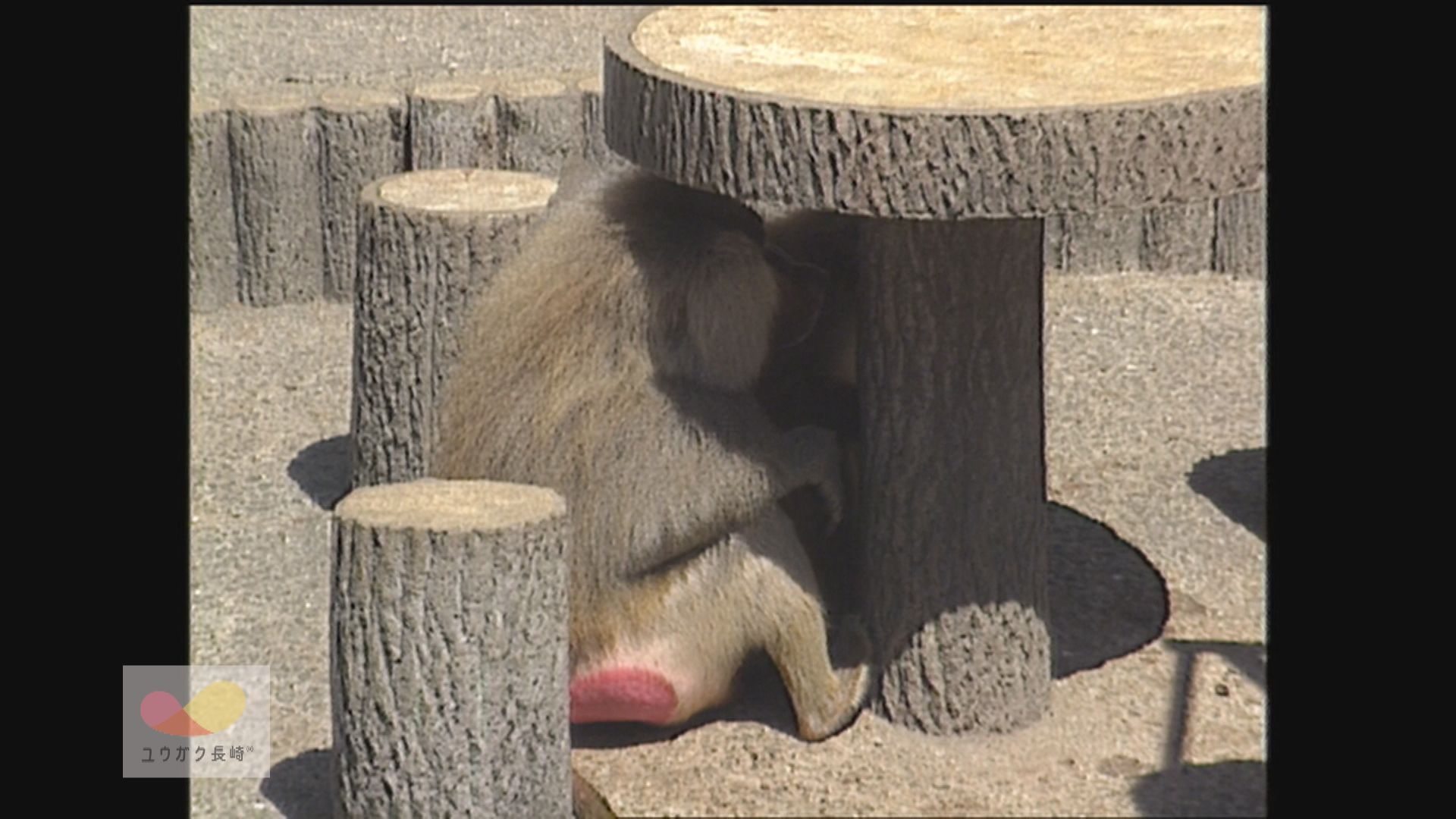 連日の猛暑日～動物園の生き物たちもぐったり…早くも夏バテ　イメージ